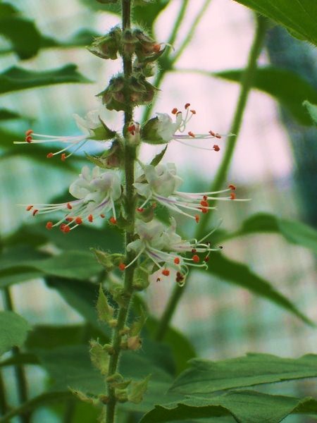 Ocimum kilimandscharicum eFlora of India